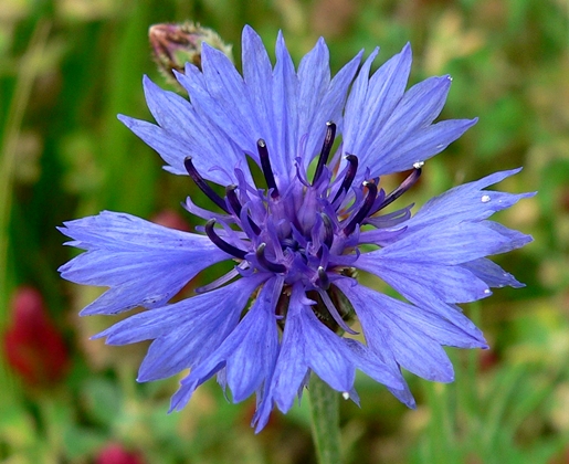 {Cyanus segetum}
